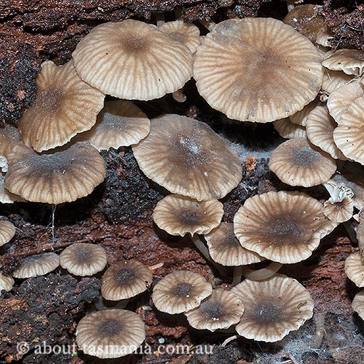 Clitocybula sp, Tasmania, fungi