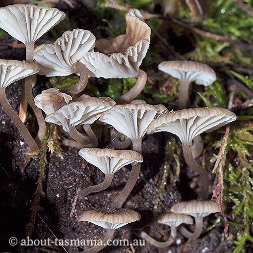 Clitocybula sp, Tasmania, fungi