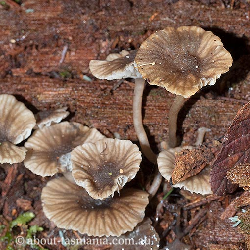 Clitocybula sp, Tasmania, fungi