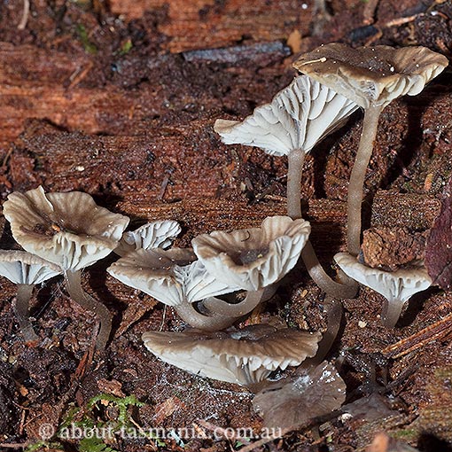 Clitocybula sp, Tasmania, fungi