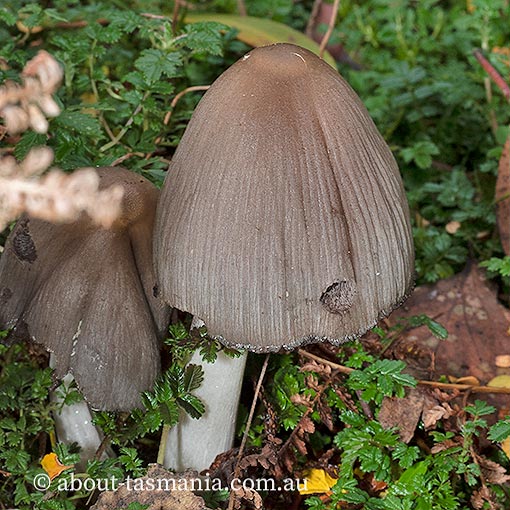 Coprinopsis atramentaria, Tasmania, fungi