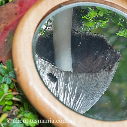 Coprinopsis atramentaria, Tasmania, fungi
