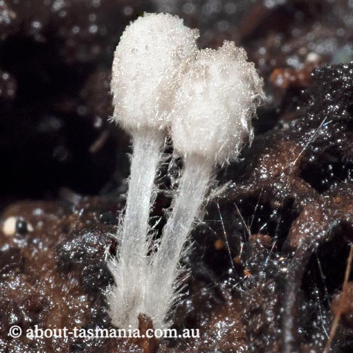 Coprinopsis nivea, Tasmania, fungi