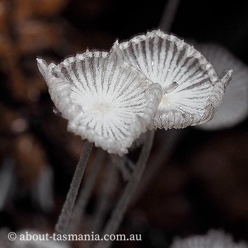 Coprinopsis nivea, Tasmania, fungi