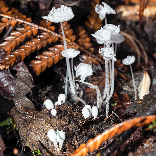 Coprinopsis nivea, Tasmania, fungi