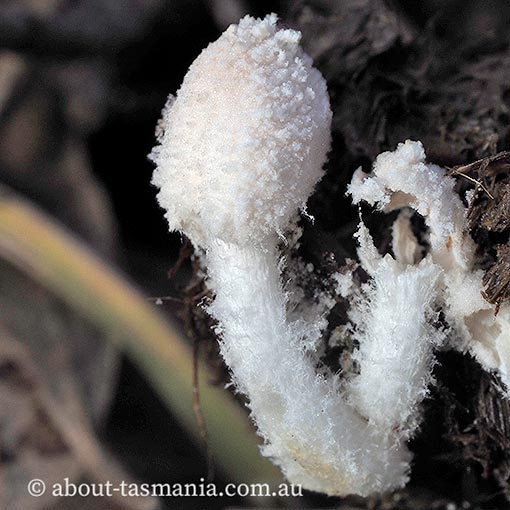 Coprinopsis nivea, Tasmania, fungi