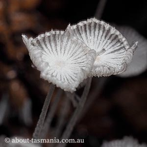 Coprinopsis nivea