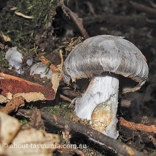 Cortinarius austrocyanites var. brunyensis, Tasmania, fungi
