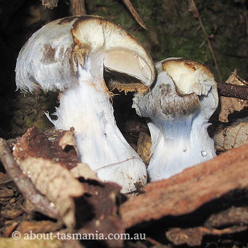 Cortinarius austrocyanites var. brunyensis, Tasmania, fungi
