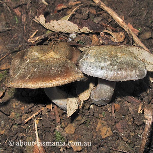 Cortinarius austrocyanites var. brunyensis, Tasmania, fungi