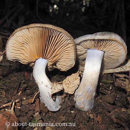 Cortinarius austrocyanites var. brunyensis, Tasmania, fungi