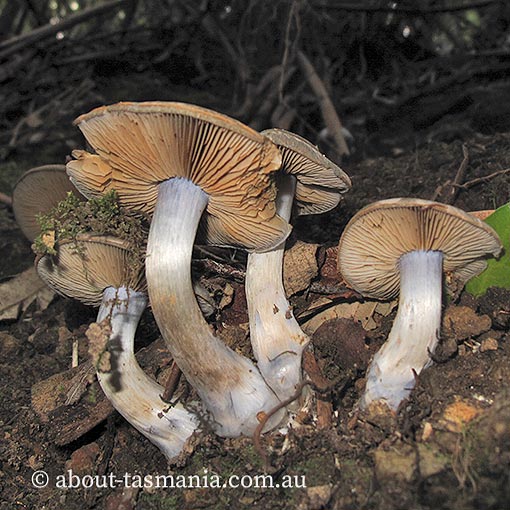 Cortinarius austrocyanites var. brunyensis, Tasmania, fungi
