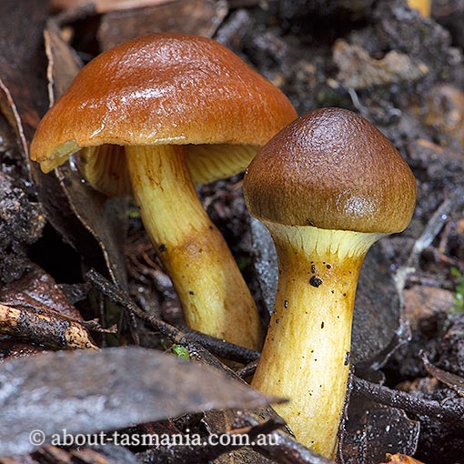 Cortinarius clelandii, Tasmania, fungi
