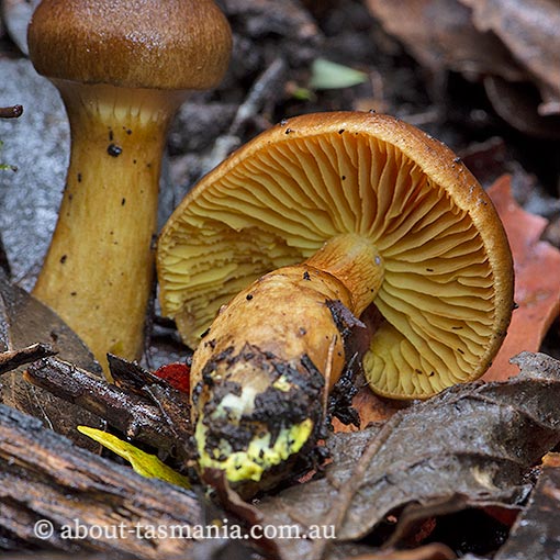 Cortinarius clelandii, Tasmania, fungi