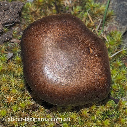 Cortinarius clelandii, Tasmania, fungi