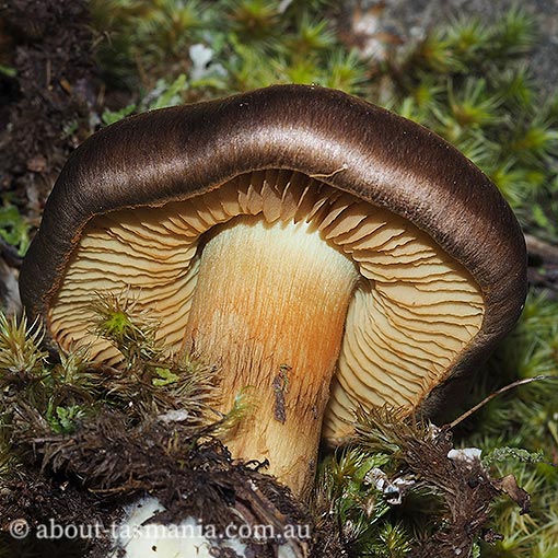 Cortinarius clelandii, Tasmania, fungi