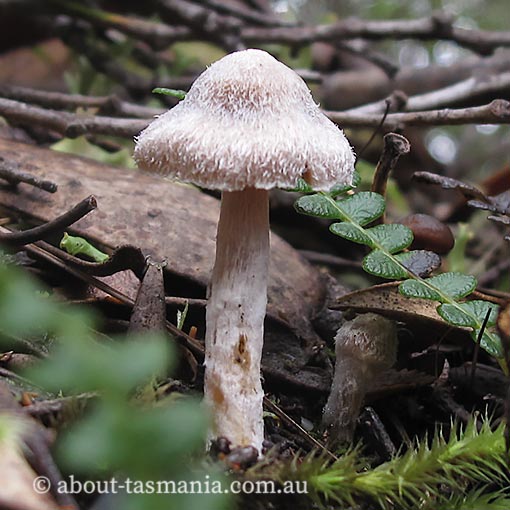 Cortinarius cystidiocatenatus, Tasmania, fungi