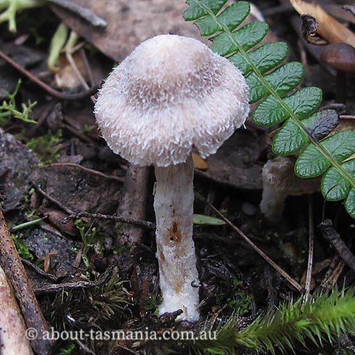 Cortinarius cystidiocatenatus, Tasmania, fungi