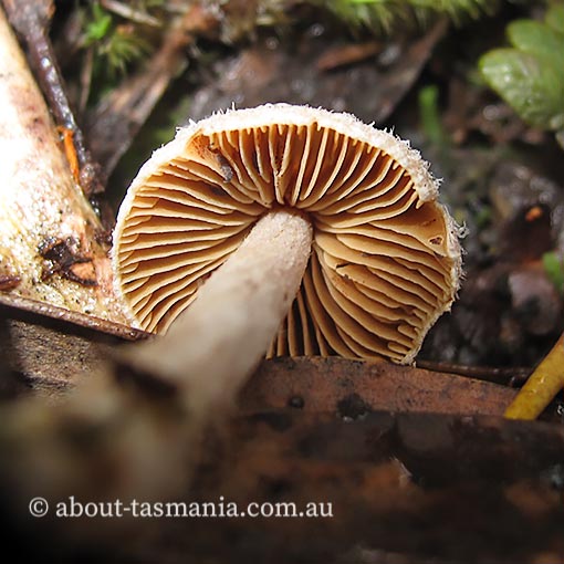 Cortinarius cystidiocatenatus, Tasmania, fungi