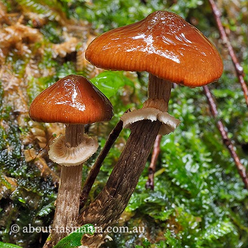 Descolea phlebophora, Tasmania, fungi