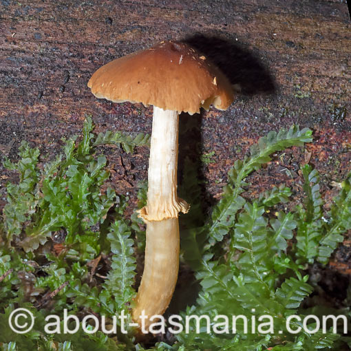 Descolea phlebophora, Tasmania, fungi