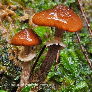 Descolea phlebophora