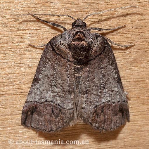 Drymoptila temenitis, Crescent-tipped Geometrid, Geometridae, Tasmania, moth