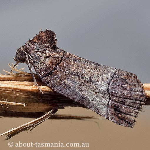 Drymoptila temenitis, Crescent-tipped Geometrid, Geometridae, Tasmania, moth