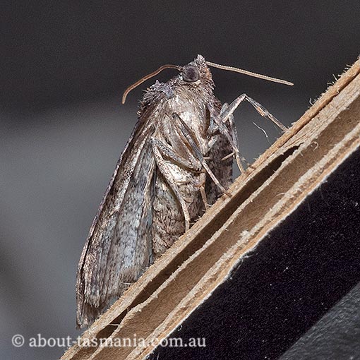 Drymoptila temenitis, Crescent-tipped Geometrid, Geometridae, Tasmania, moth