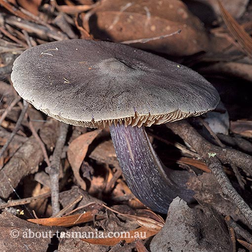 Entoloma kermandii, Tasmania, fungi