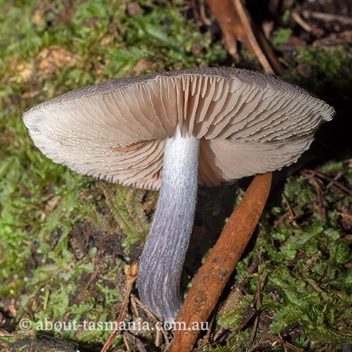 Entoloma kermandii, Tasmania, fungi