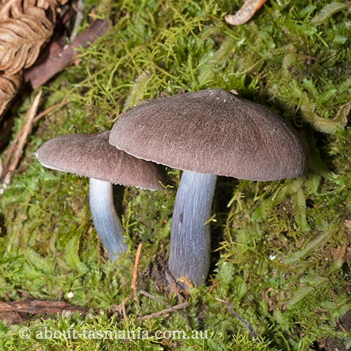 Entoloma kermandii, Tasmania, fungi