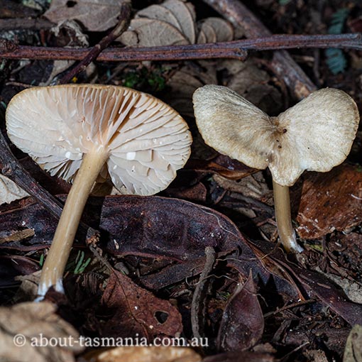 Entoloma stramineopallescens, Tasmania, fungi