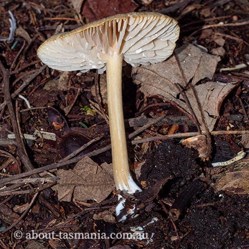Entoloma stramineopallescens, Tasmania, fungi