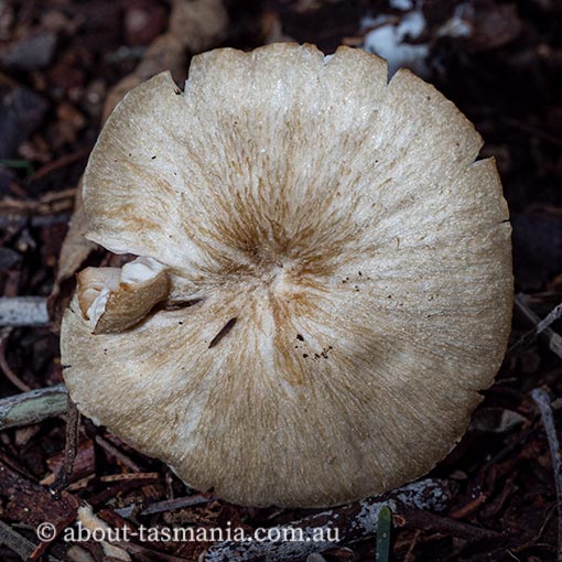 Entoloma stramineopallescens, Tasmania, fungi