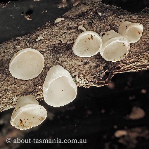 Gloeoporus phlebophorus, Tasmania, fungi