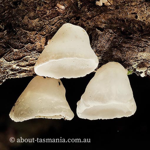 Gloeoporus phlebophorus, Tasmania, fungi