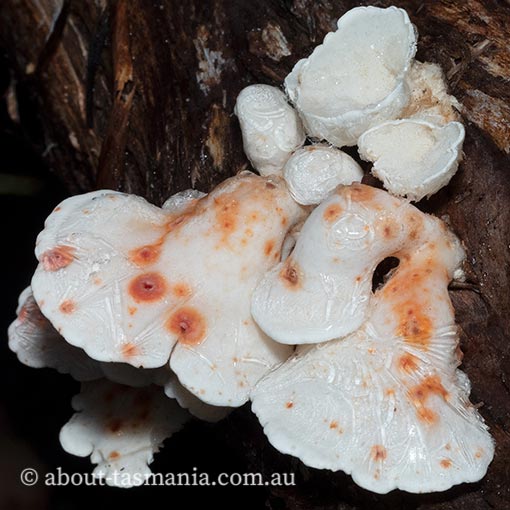Gloeoporus phlebophorus, Tasmania, fungi