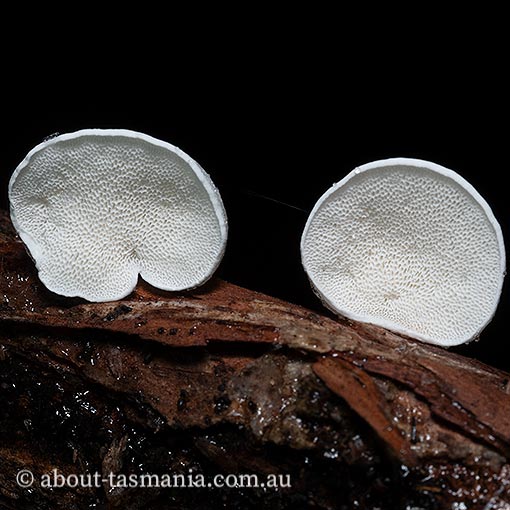 Gloeoporus phlebophorus, Tasmania, fungi