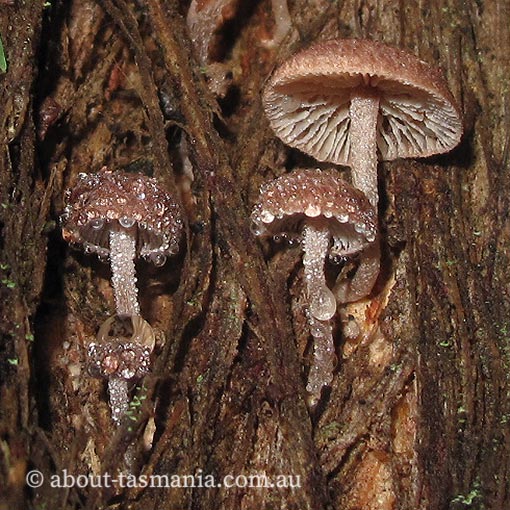 Gymnopus 'pink furry', Tasmania, fungi