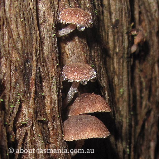 Gymnopus 'pink furry', Tasmania, fungi