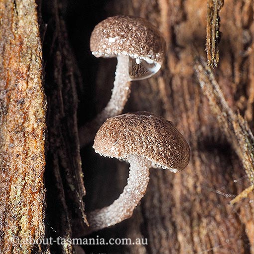 Gymnopus 'pink furry', Tasmania, fungi