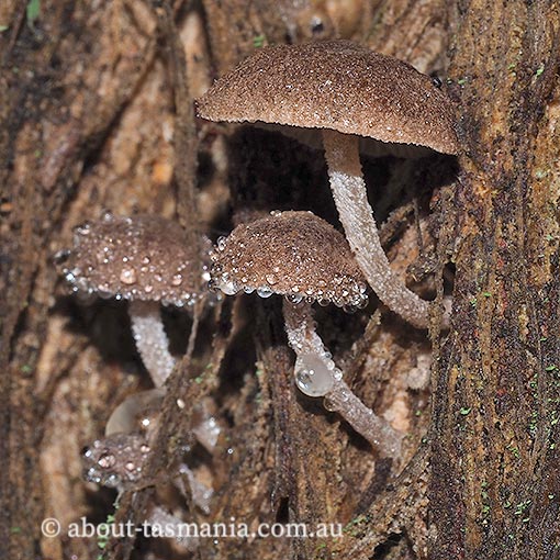 Gymnopus 'pink furry', Tasmania, fungi