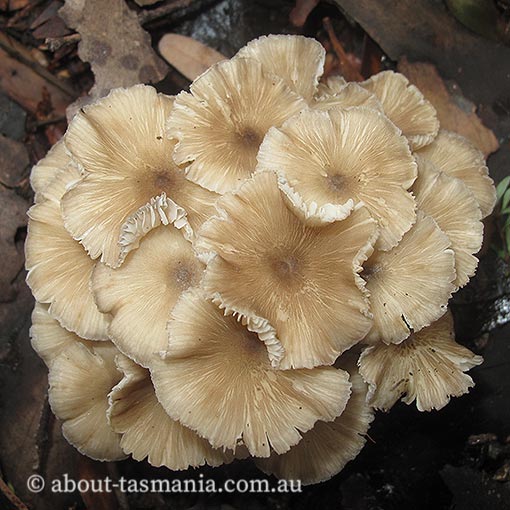 Hydropus aff. marginellus, Tasmania, fungi