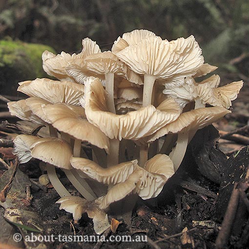 Hydropus marginellus | About Tasmania