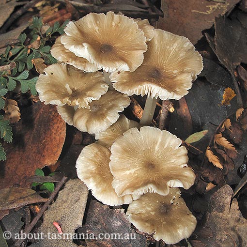 Hydropus aff. marginellus, Tasmania, fungi
