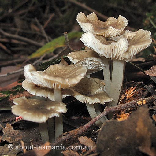 Hydropus aff. marginellus, Tasmania, fungi