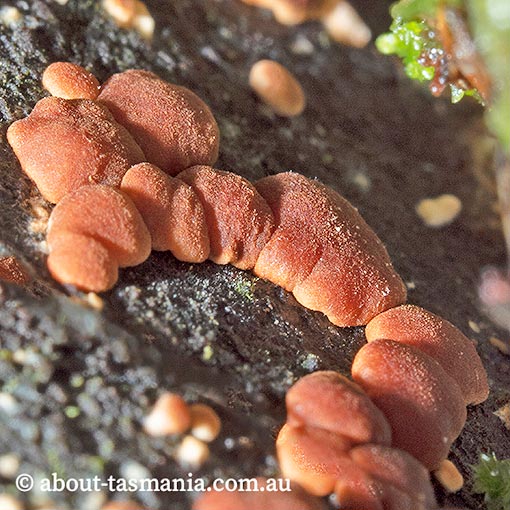 Hypocrea rufa, Tasmania, fungi