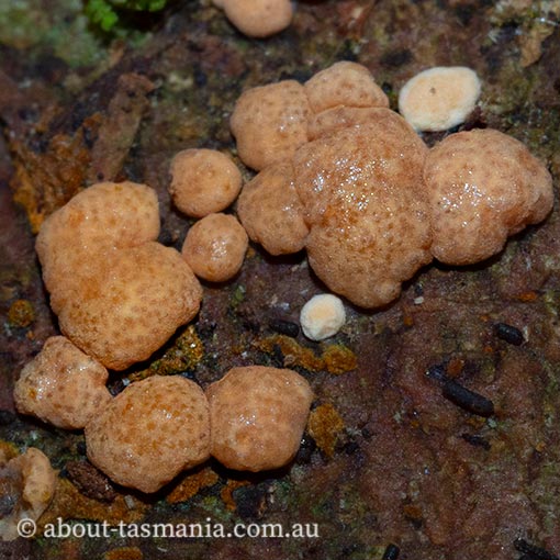 Hypocrea rufa, Tasmania, fungi