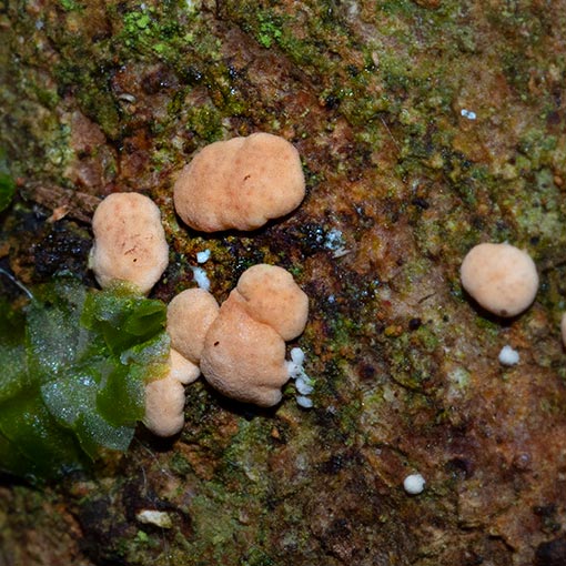 Hypocrea rufa, Tasmania, fungi